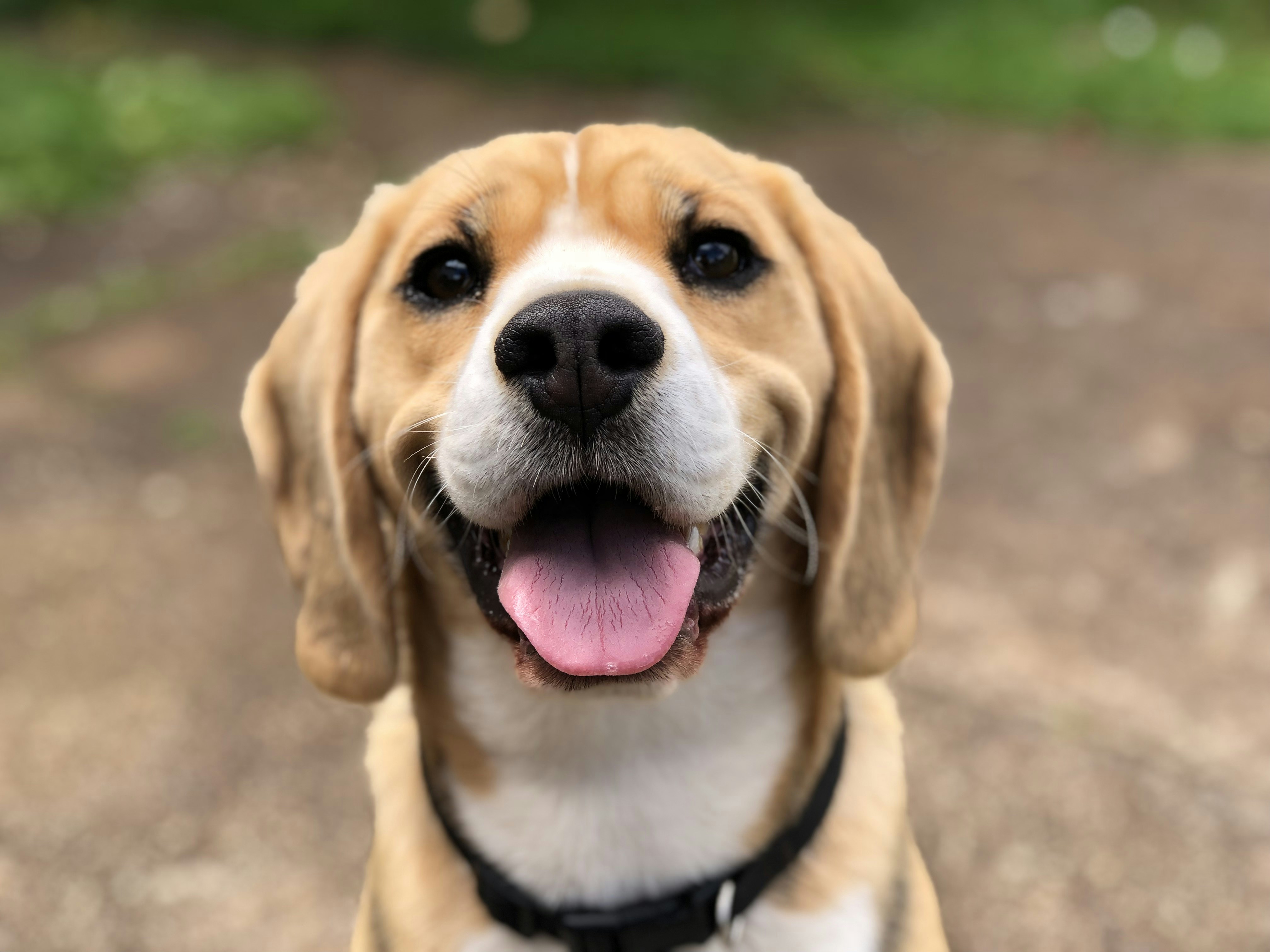 Henry